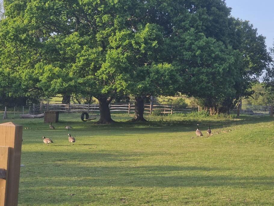 شقة Country Retreat Near Sea And South Downs, On National Cycle Network بوليغيت المظهر الخارجي الصورة